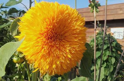 Le tournesol pompon.