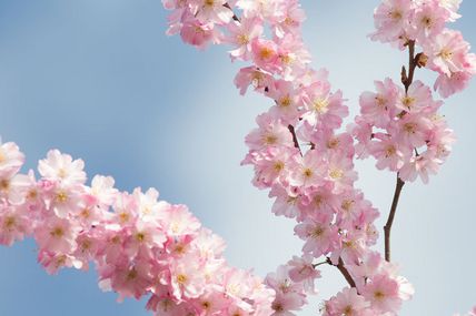 Le cerisier japonais,