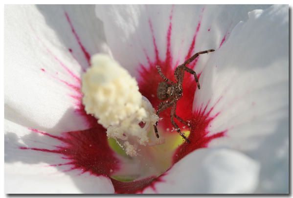 Album - photos-de-fleurs