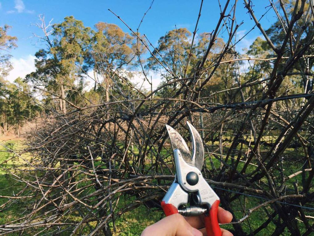 Le vignoble. 