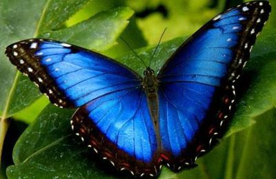 La mariposa azul
