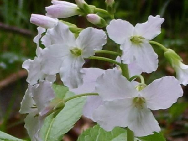 Flore : arbres, branches, feuilles, bourgeons, fleurs, mousse, fougères, chardons ...