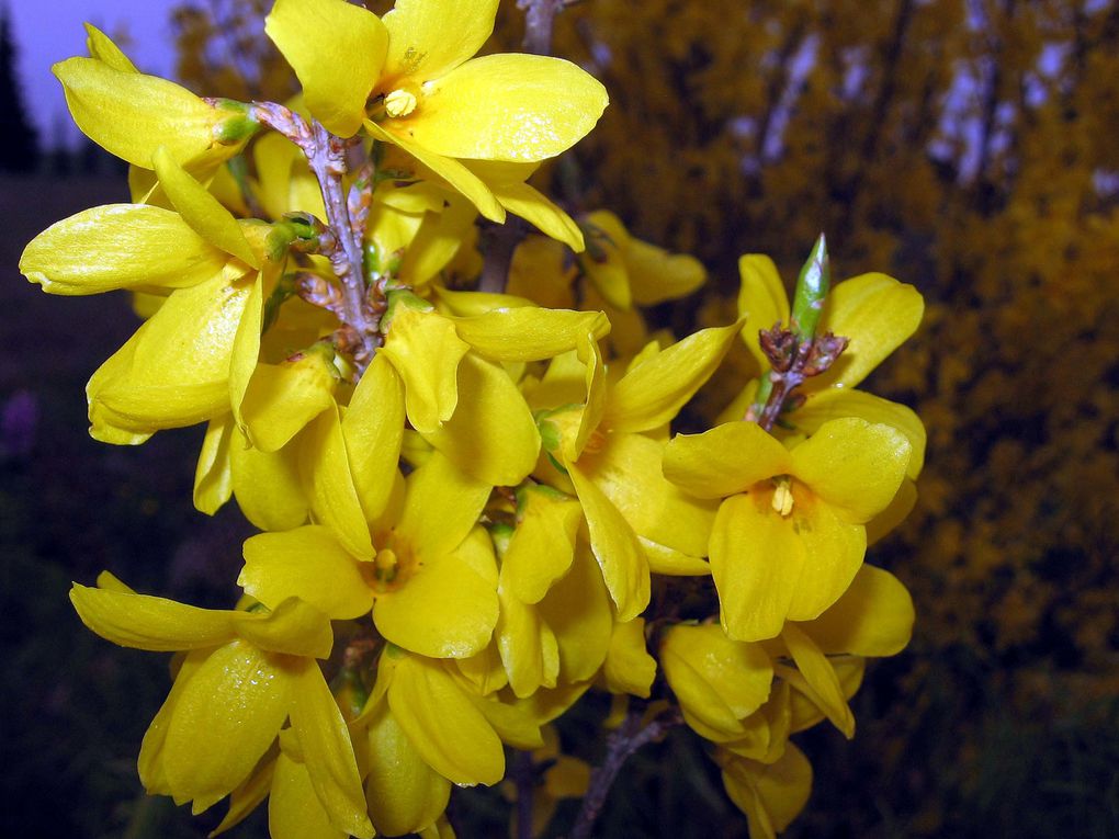 Fleurs et plantes diverses