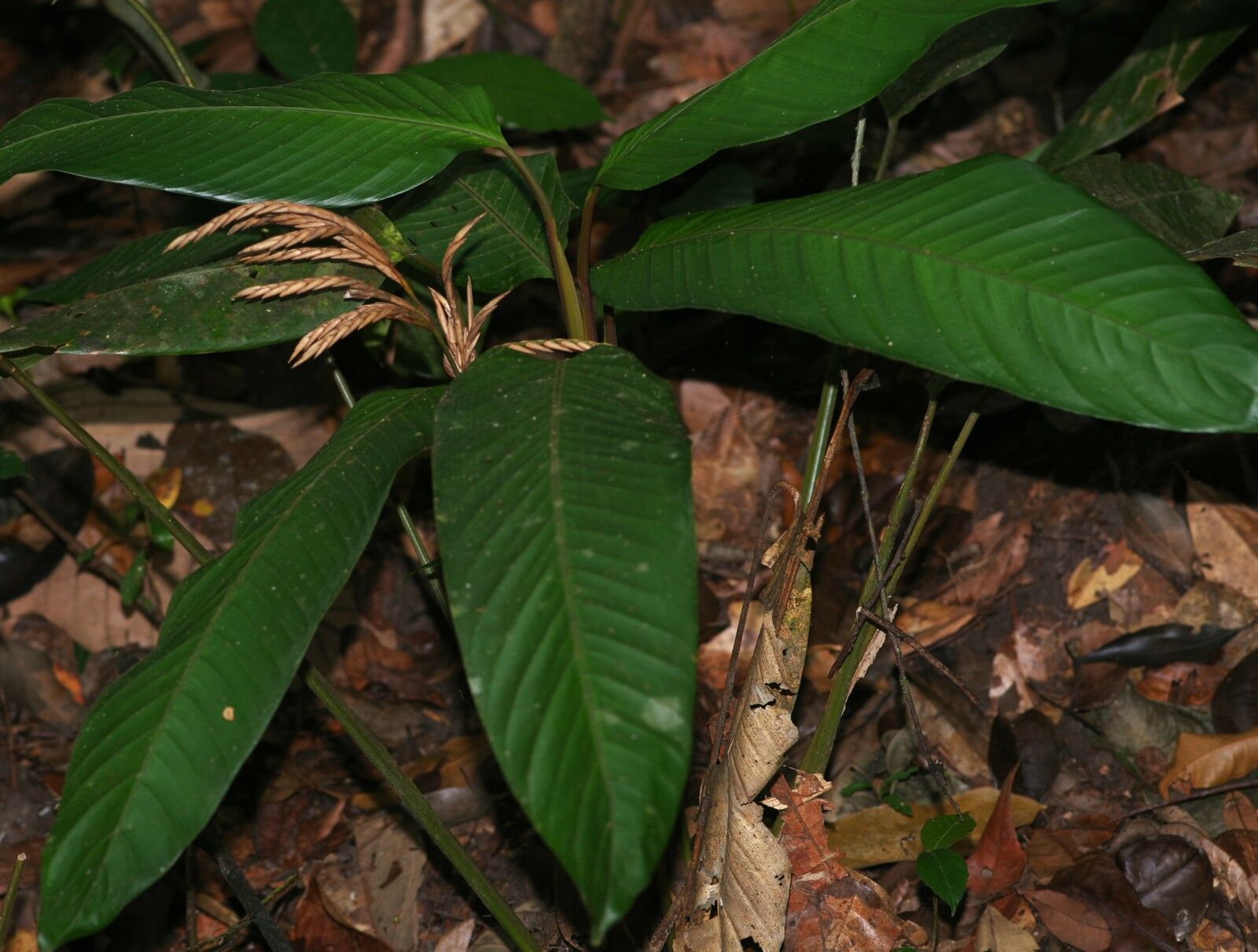 Monotagma contractum