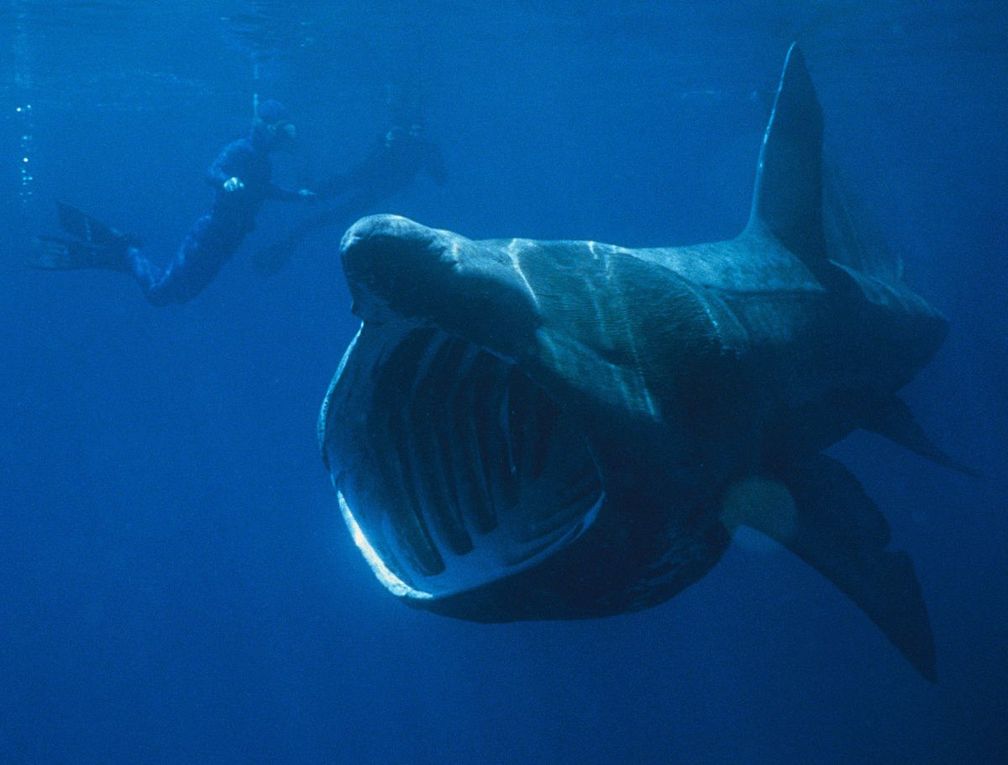 Atlantique – Des centaines de requins se rassemblent de manière inexpliquée 