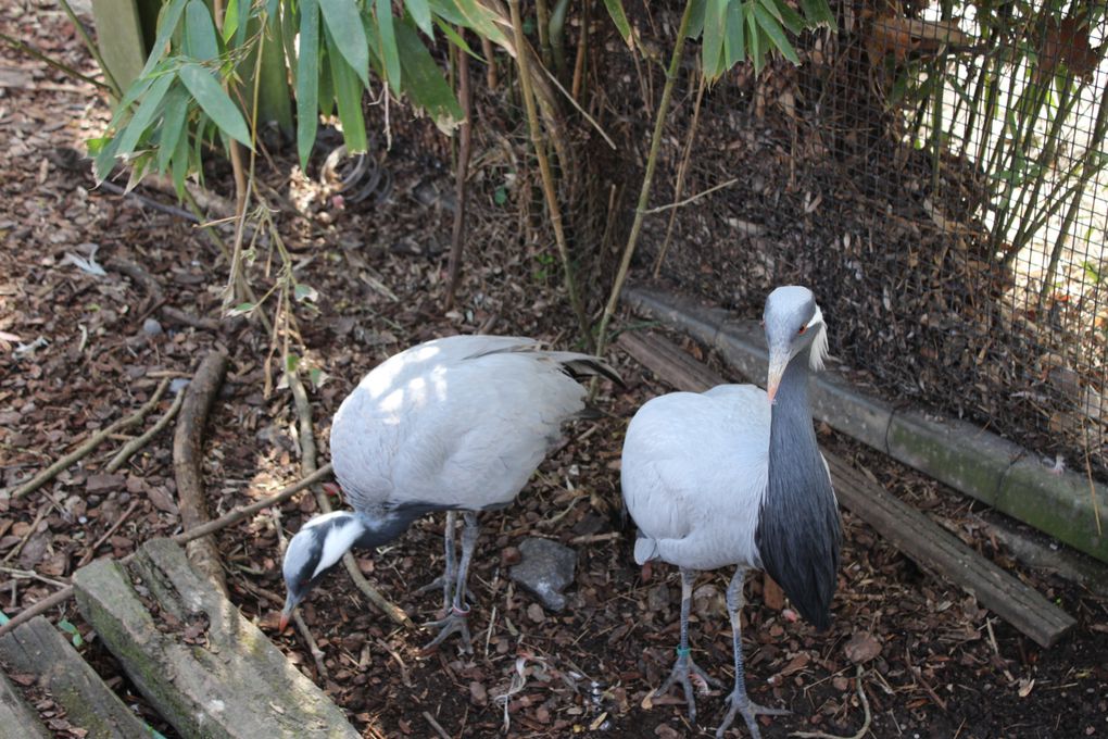 VISITE DU ZOO DE PAIRI DAIZA 