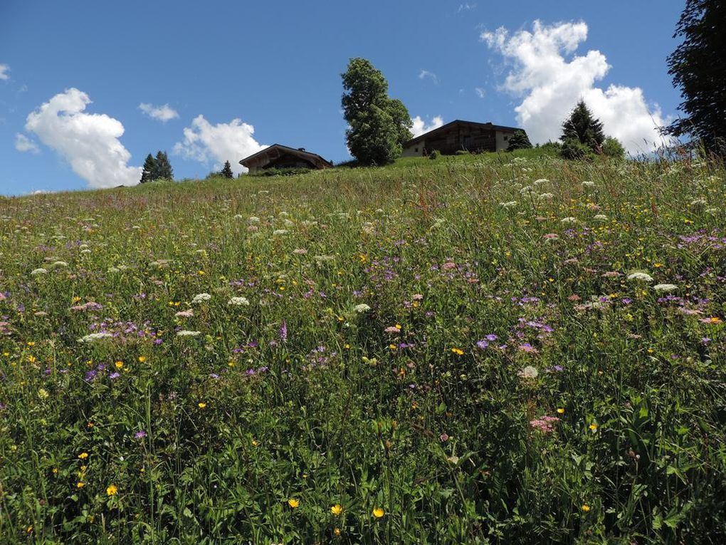 Pré fleuri et belles vues sur Mont Charvin et Aravis