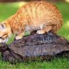 Conte: Le chat et la tortue - Raymond DECARY