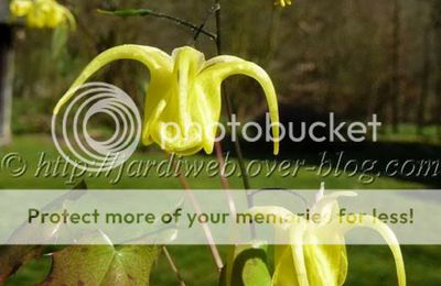 Epimedium flavum