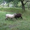 Une après-midi à la ferme