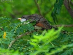 Voici les photos de tout les espèces d'oiseaux de la Guadeloupe.
Nombre d'espèces : 198
Nombre d'endémiques : 1
Nombre d'espèces globalement menacées : 2
Nombre d'espèces introduites : 8