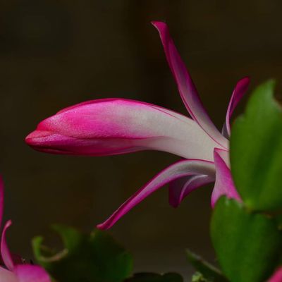 Un Thor et un Brazil : deux roses ...