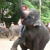 Thailande - Les éléphants