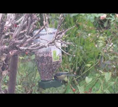 Mésanges et sitelles torchepot