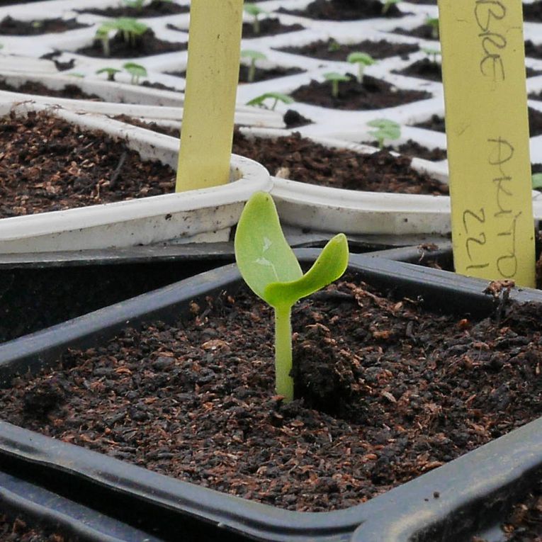 De la graine au plant 