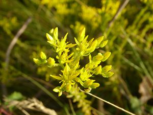 Récoltes d'été (2) : L'herbe repousse sur les terres brûlées