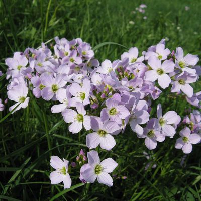 La cardamine