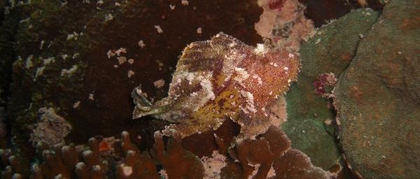 Poisson scorpion feuille (Taenianotus tricanthus)