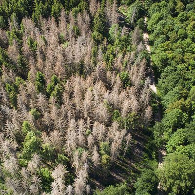 En France, certaines forêts émettent du carbone au lieu d'en stocker ........................