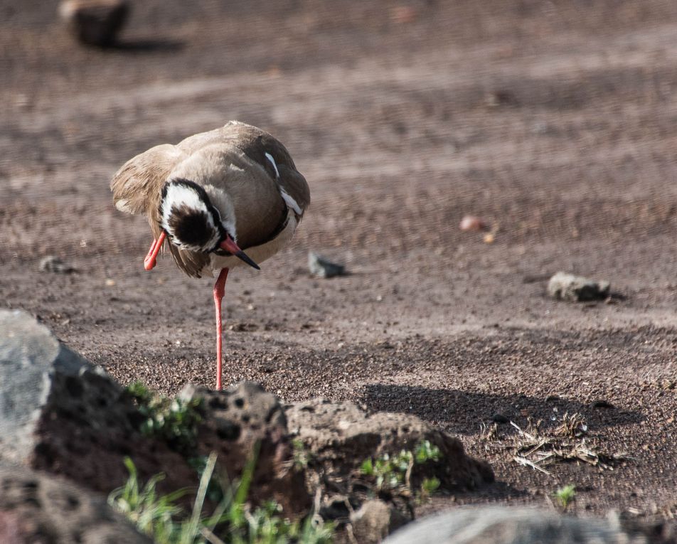 MASAÏ MARA, Lacs BARINGO &amp; BOGORIA - KENYA - OCTOBRE 2017