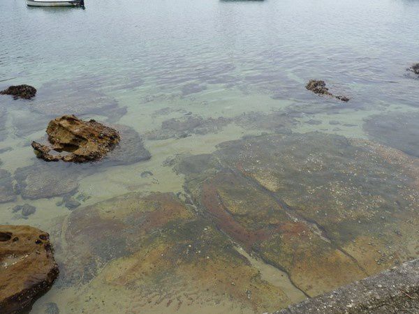 Album - Ferry - Manly