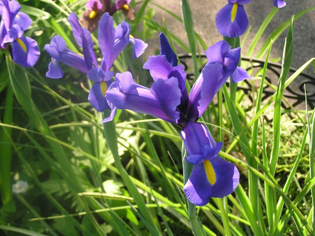 La passion des fleurs n'a pas de frontière et se cultive avec Amour