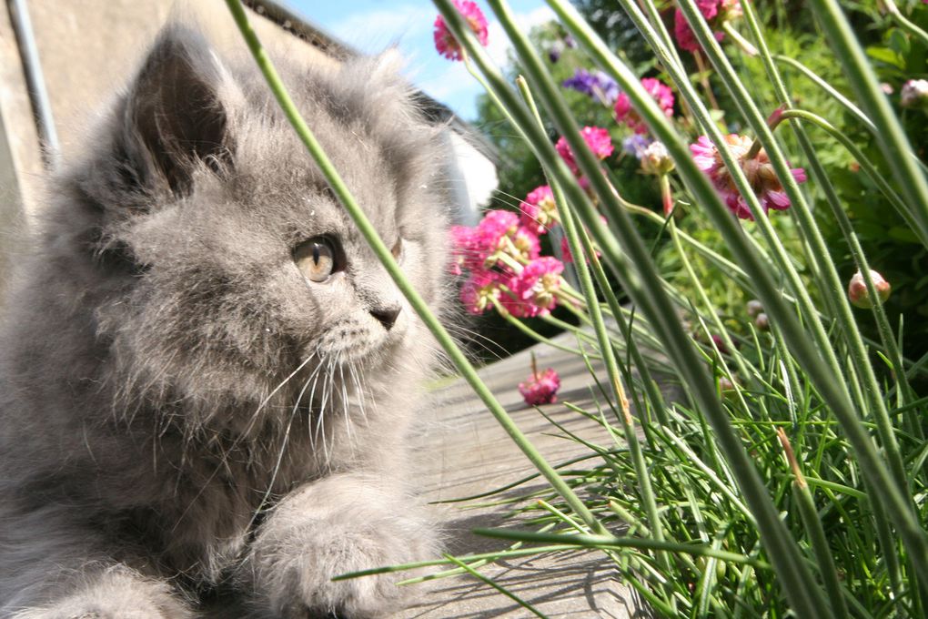 Photos de nos chatons de 2012.
Première portée : Falbala (Brtitish Shorthair)+ Dwayne (Highland Fold)