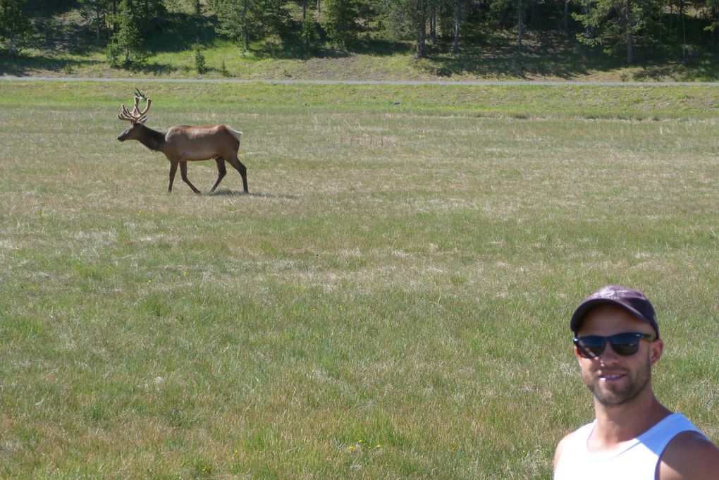 Voici quelques photos de ce MAGNIFIQUE parc national qu'est Yellowstone. Animaux sauvages, canyon, geysers, .... c'était juste splendide!