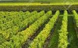 #Niagara Producers San Francisco Bay Vineyards California