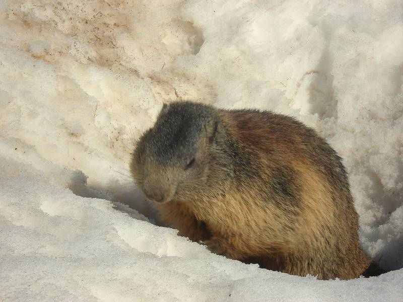 BALADE AVEC D'ADORABLES MARMOTTES.