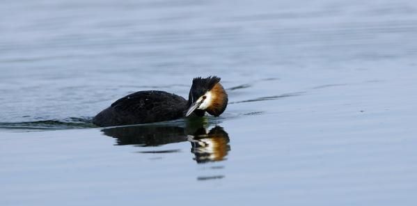 Photos d' animaux&nbsp; prises dans le Parc Naturel de la For&ecirc;t d'Orient