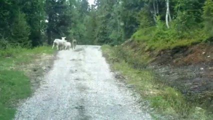 Un loup se fait charger par un mouton.