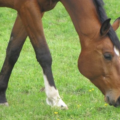 Cheval dans la prairie