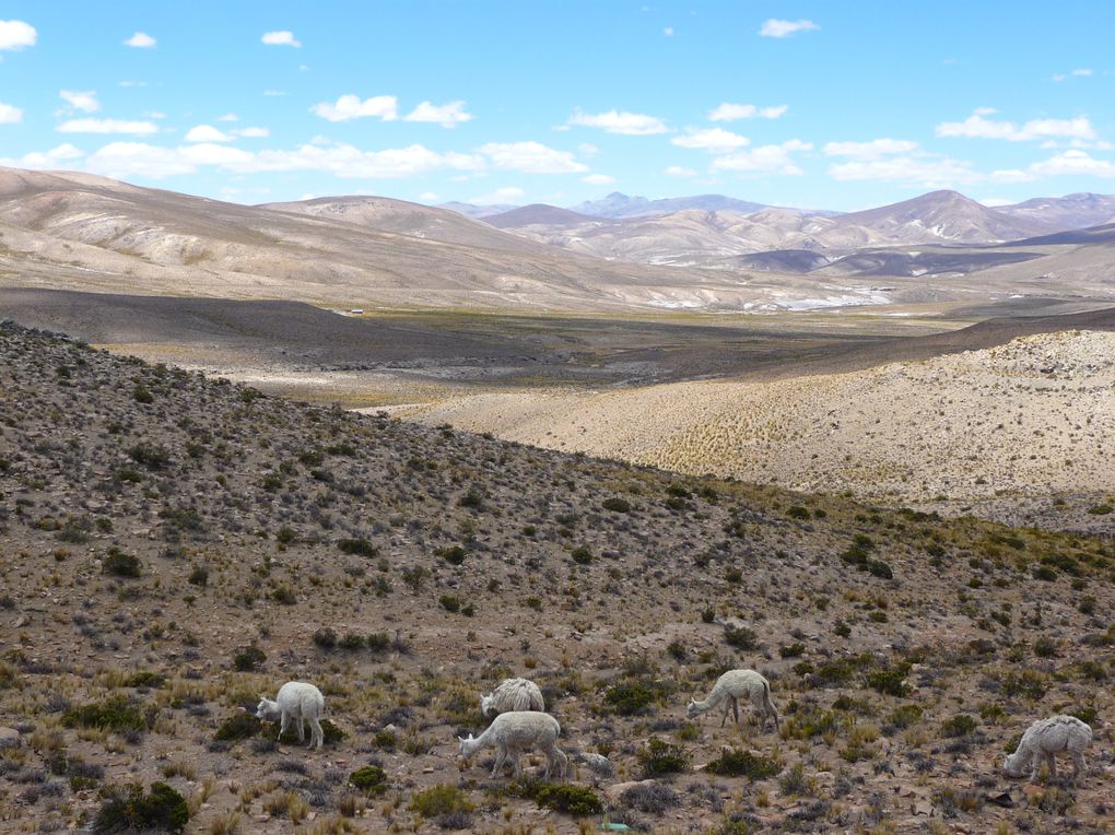 Album - 24- Arequipa-Canyon-de-Colca