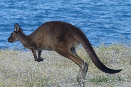 Australie Février 2014  par Atylc