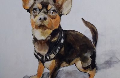 Chihuahua