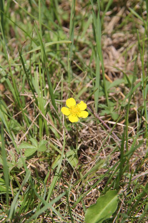 Voici une liste de plantes trouvées sur la base de Chambrey et ses alentours. Certaines sont très communes, d'autres plus spécifiques, notamment aux prairies humides.
Ces photos ont été réalisées par le Parc Naturel Régional de Lorraine.