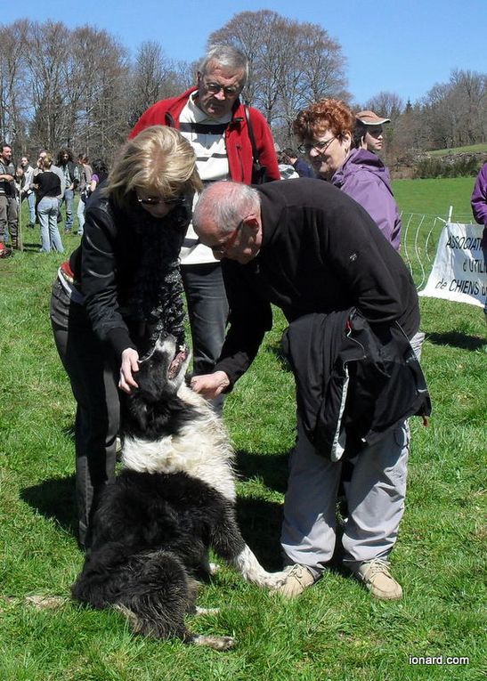 Qualification des chiens de troupeaux pour le concours national