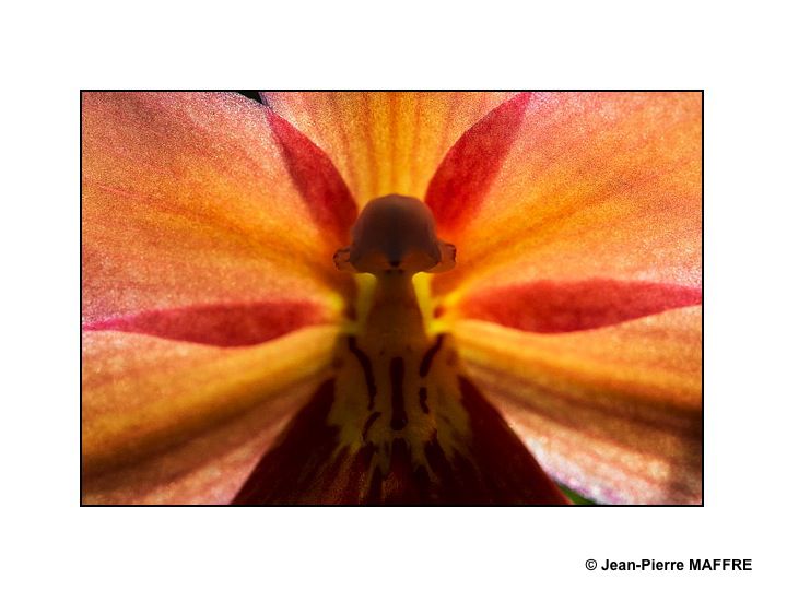 En s'approchant du cœur des orchidées on peut admirer les mystères de leur beauté fascinante.