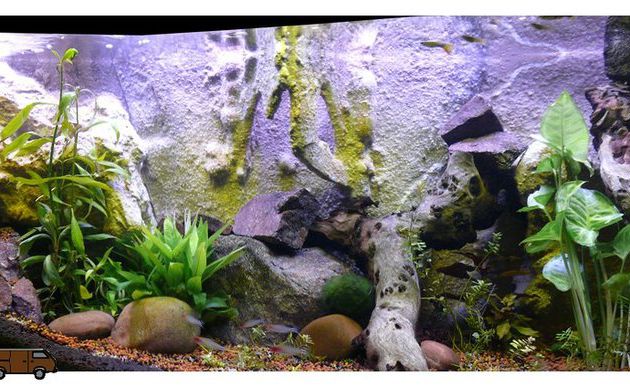 Un nouveau décor pour l'aquarium...