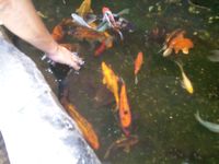 Poissons koi