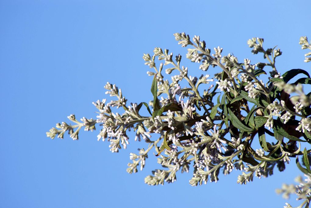 Photos diverses de fleurs et plantes de mon jardin, pour la plupart... en toutes saisons.