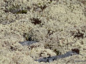 Le parc national du Dovrefjell