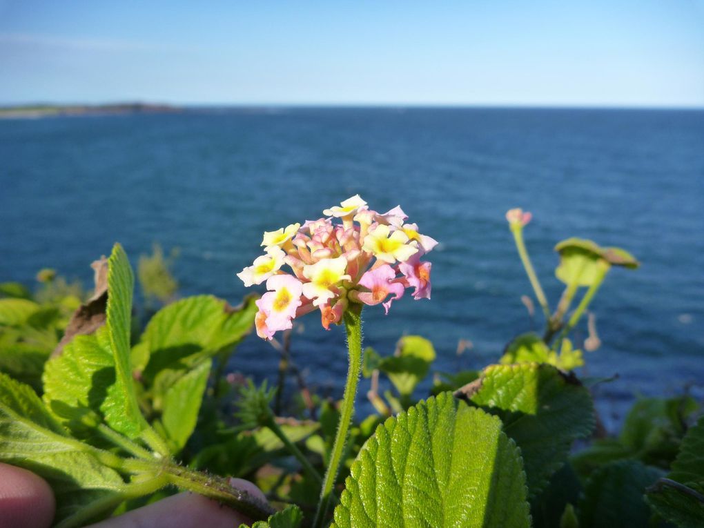 un dimanche au nord de manly ou on a fait une belle balade sur les falaises jusqu'à la plage de curlcurl si je me trompe pas! 

un petit barbecu dans le noir qui s'est transformé en repas à l'appart avec tous les colloc!