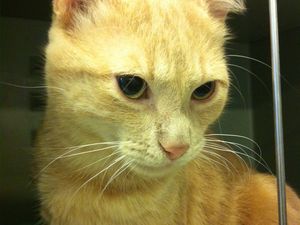 Comment Se Passe La Castration Du Chat Vetocourtiade