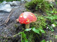 Des champignons comme l'amanite tue-mouche ou l'hydne imbriqué. Au refuge du Plan.