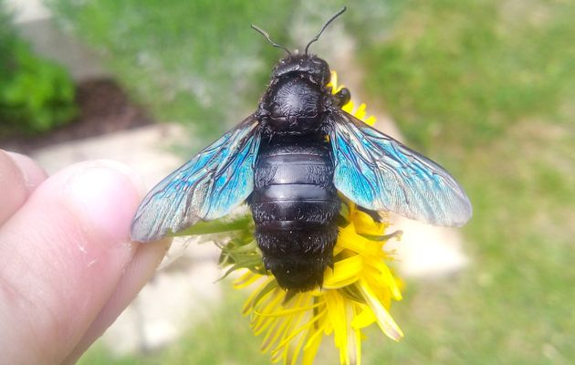 Une abeille bleue dans le jardin