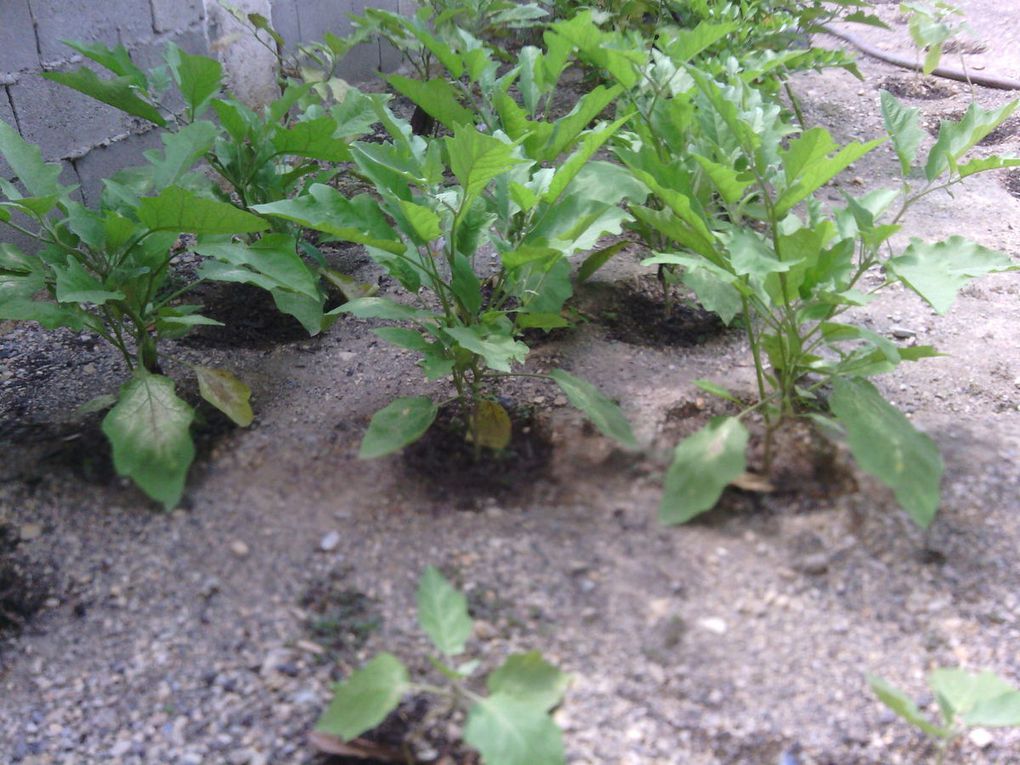 ABASTECIMIENTO PRODUCTIVO, ECOLÓGICO Y SUSTENTABLE, CON TÉCNICAS APRENDIDAS EN LOS TALLERES DE PATIO SOCIOPRODUCTIVOS DESARROLLADO POR LA ONG VERDÍN DE ORIENTE Y EL MINISTERIO DEL PODER POPULAR PARA LA CULTURA - GABINETE ESTADAL SUCRE.  CON INSUMOS PRODUCTOS DE LOS TRUEKES DE SEMILLAS E INTERCAMBIOS ENTRE PATIOS Y HUERTOS.  CULTIVO DE:  MELÓN, AUYAMA, BERENJENA, AJI, FRIJOL BLANCO, CHICHARO, YUCA, CAMBUR.  AROMÁTICAS Y MEDICINALES:  RABO DE ALACRÁN, LLANTÉN, SALVIA, ALBAHACA, YERBA BUENA, ROSA DE JAMAICA, LIBERTADORA, SABILA Y ACETAMINOFEN. - FOTOGRAFÍAS. LCDA. BETZY ARNAUDES.