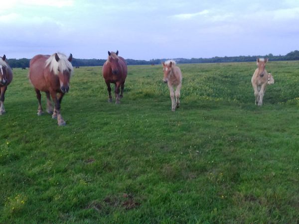 Rendez-vous avec les chevaux 