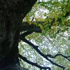 Brocéliande "Nature et sens".